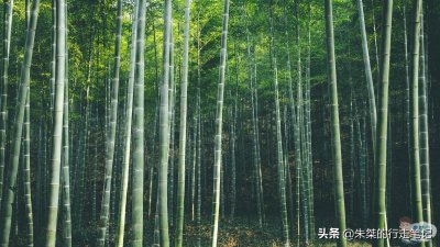 ​坐拥3.5万亩竹海 位于苏浙皖三省交界处 被誉为“中国最美竹海”