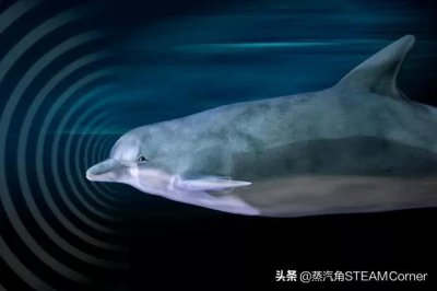 ​什么是回声定位？自然界哪些动物在使用这种方式？