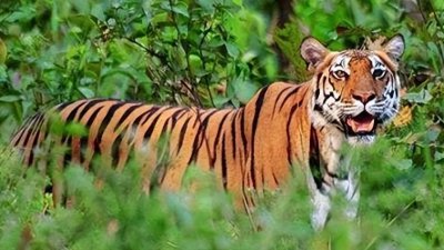 ​真实的老虎食人案例：在两国吃掉400多人，击毙后才弄清吃人真相