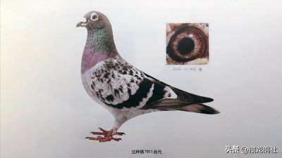 ​原舍吴淞鸽长这样