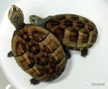 ​养龟偷懒不换水不喂食都可以，但是有一样不能懒，三个不能勤