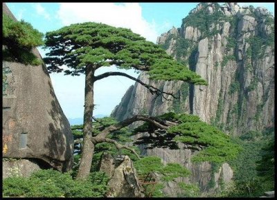 ​黄山十大名松