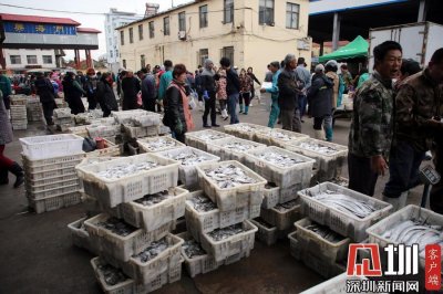 ​山东日照海鲜市场一派丰收景象 鱼虾满仓盛况让吃货们大呼过瘾