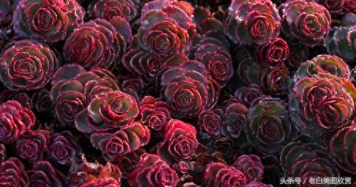 新手多肉小百科:小球玫瑰