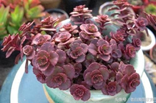 新手多肉小百科:小球玫瑰