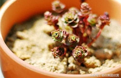 新手多肉小百科:小球玫瑰