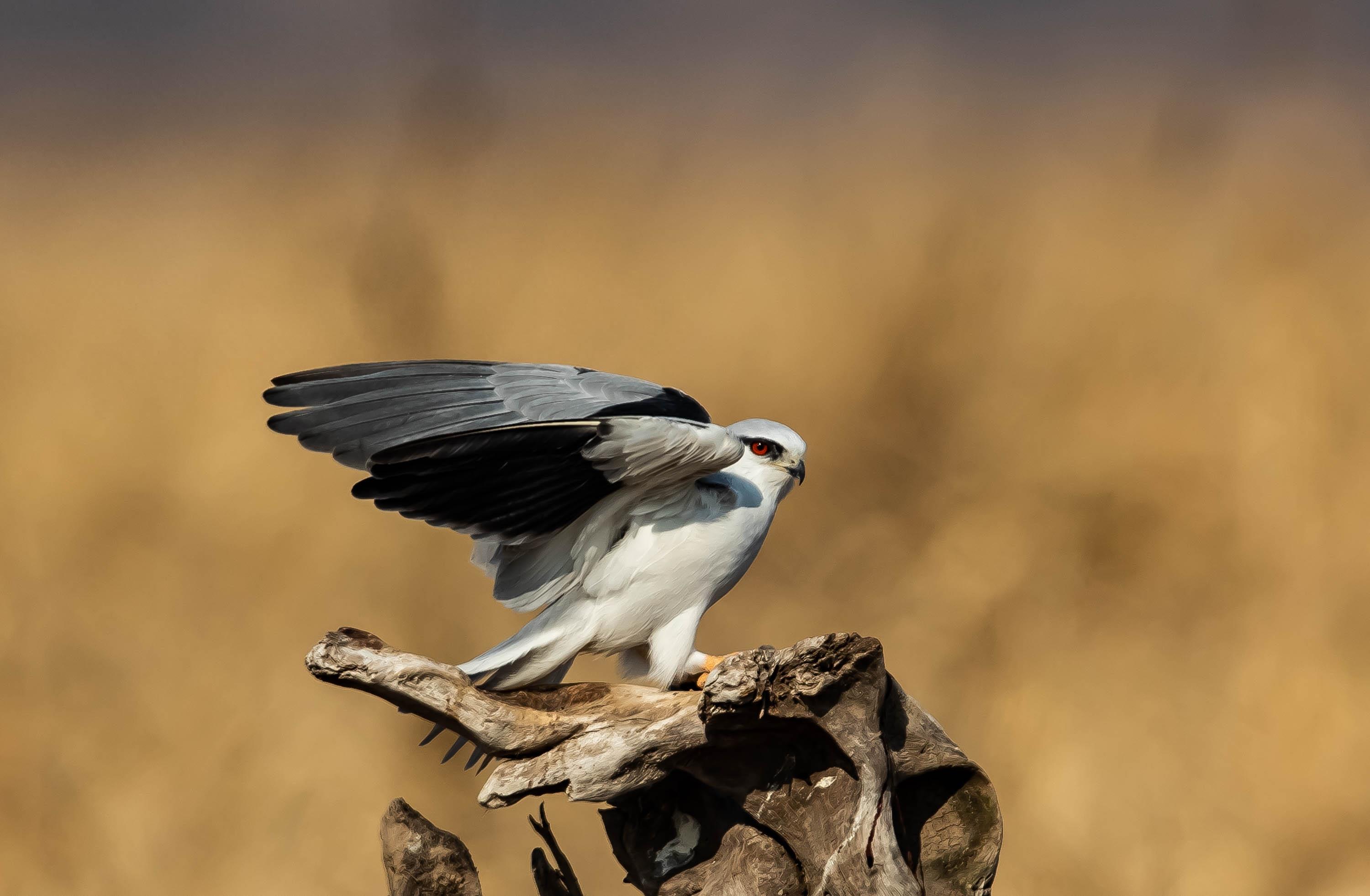 黑翅鸢:温柔外表下的凶猛杀手