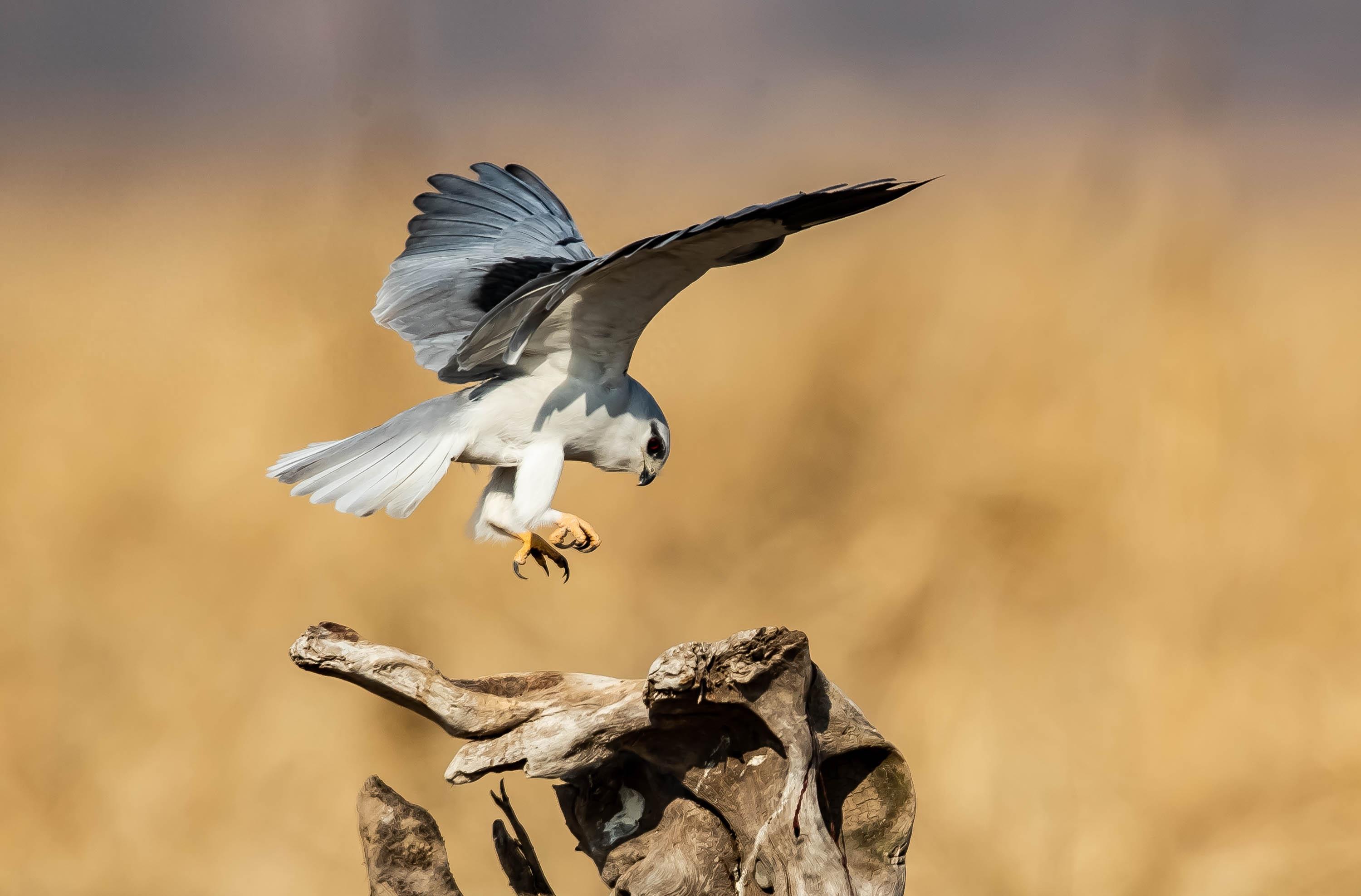 黑翅鸢:温柔外表下的凶猛杀手