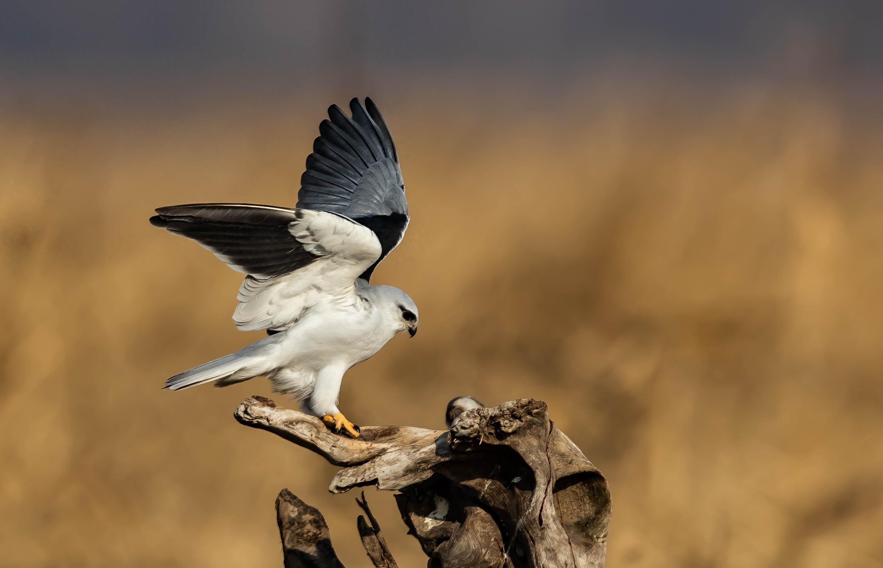 黑翅鸢:温柔外表下的凶猛杀手