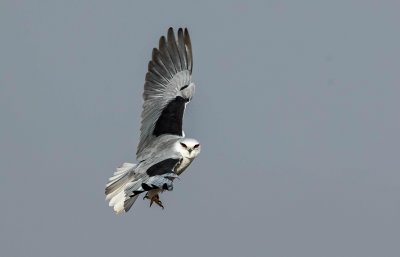 ​黑翅鸢：温柔外表下的凶猛杀手