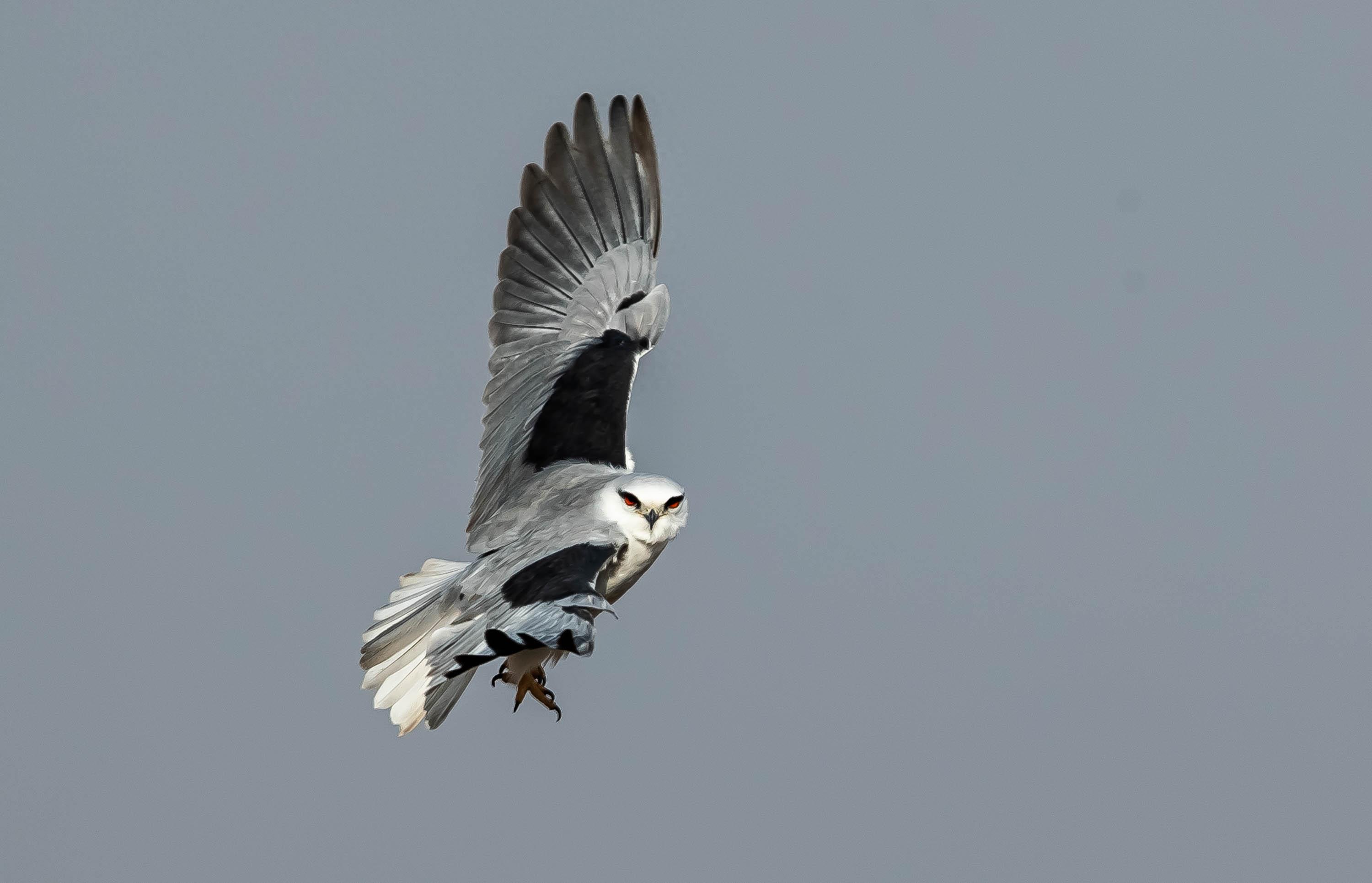 黑翅鸢:温柔外表下的凶猛杀手