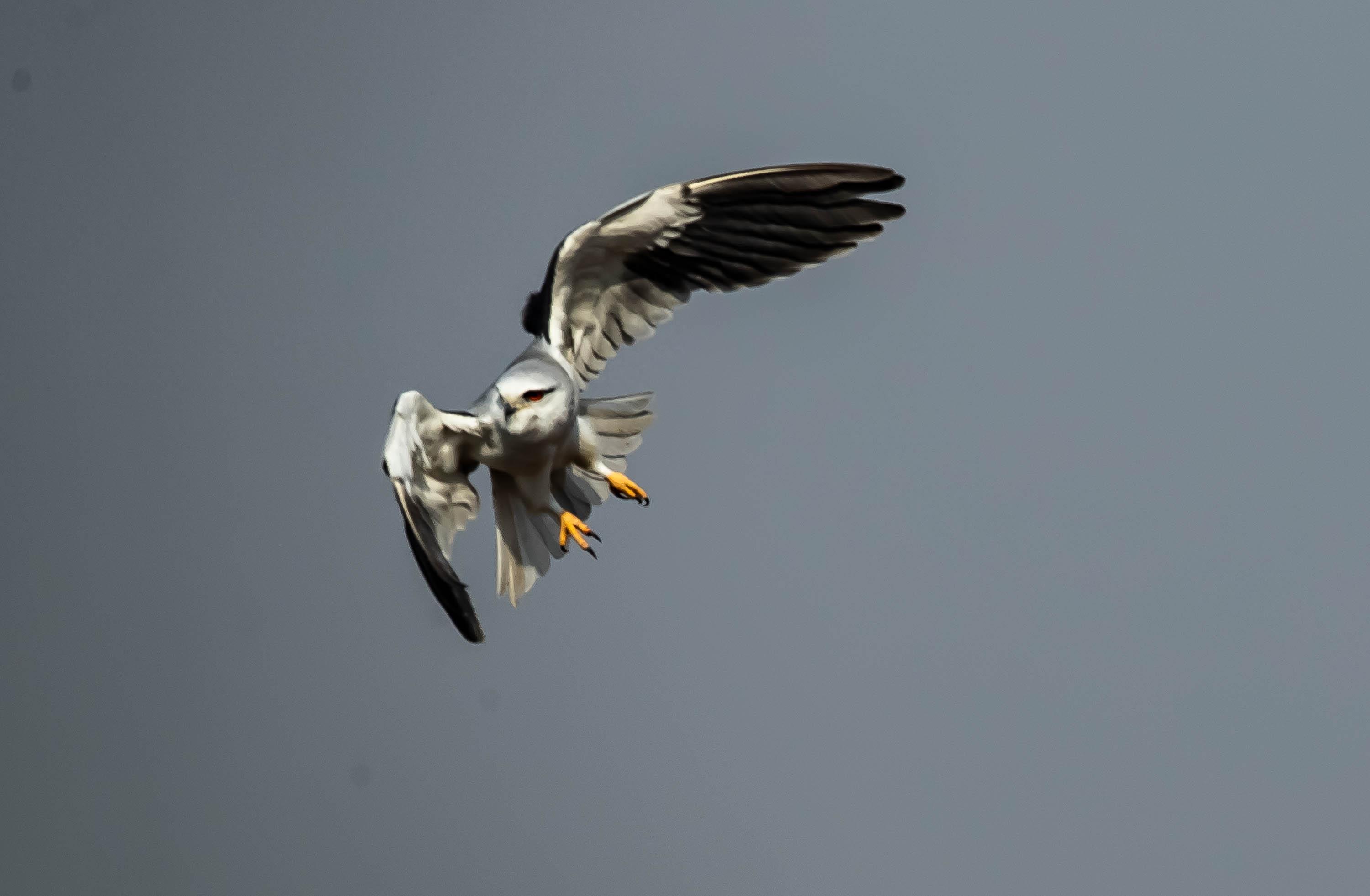 黑翅鸢:温柔外表下的凶猛杀手