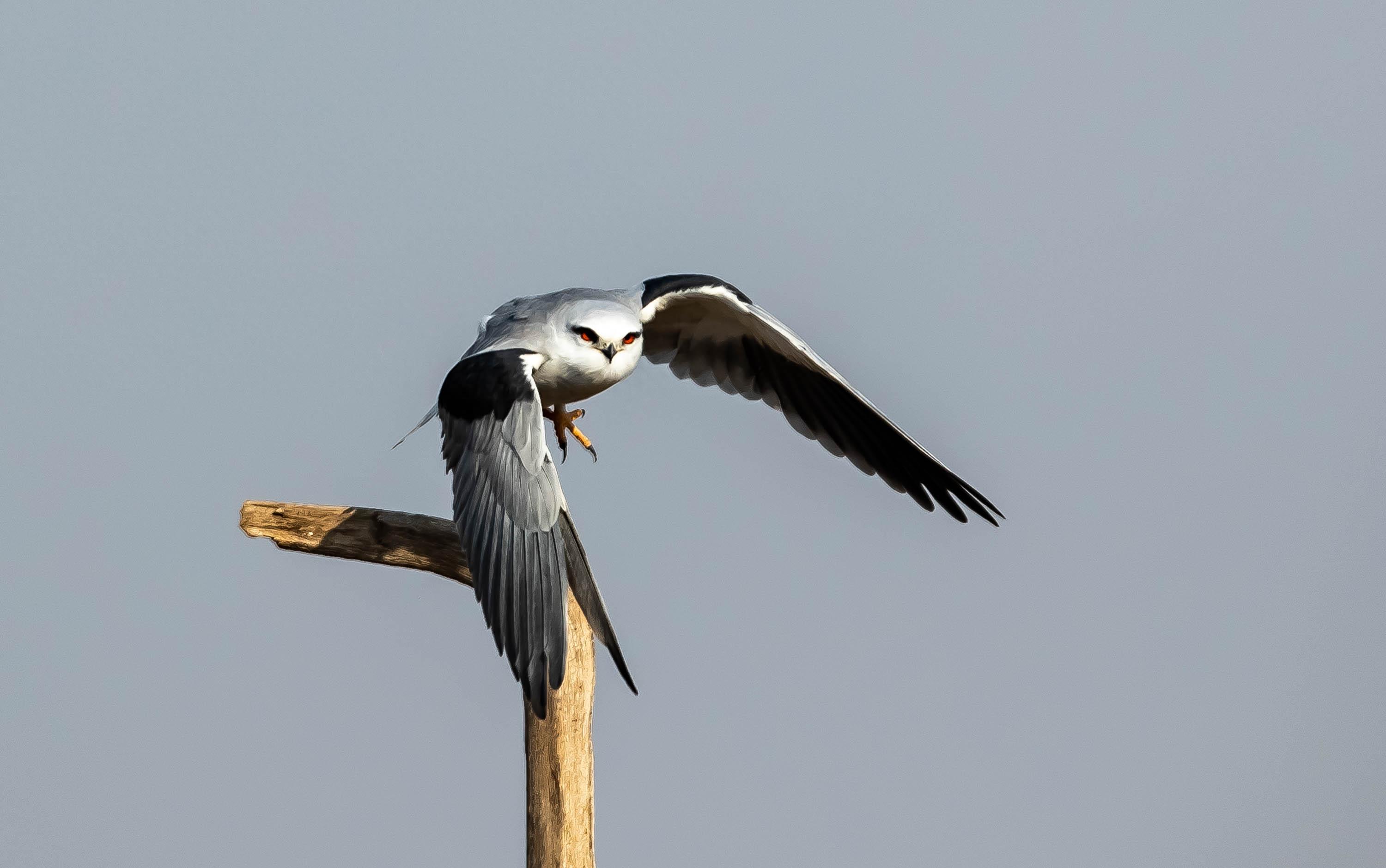 黑翅鸢:温柔外表下的凶猛杀手