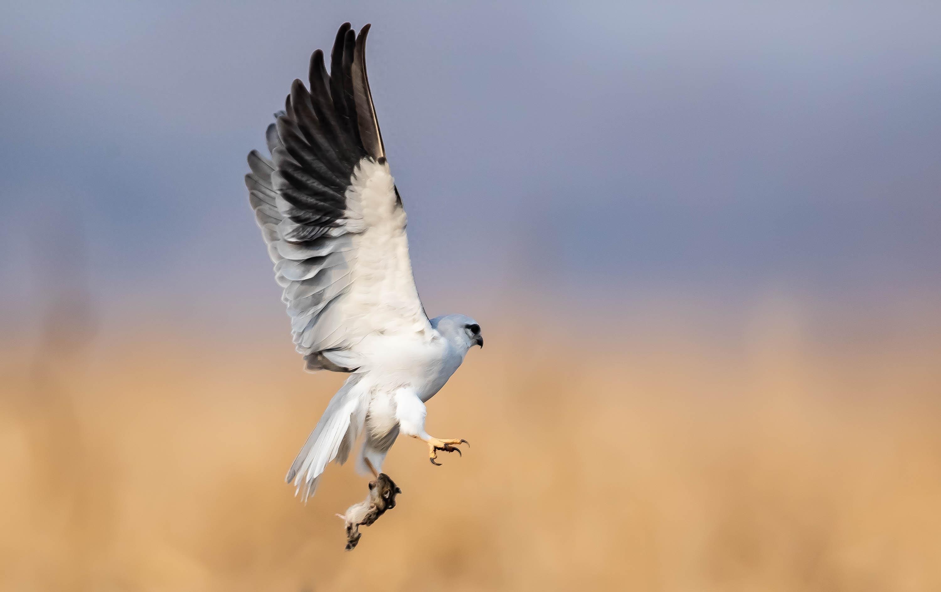 黑翅鸢:温柔外表下的凶猛杀手