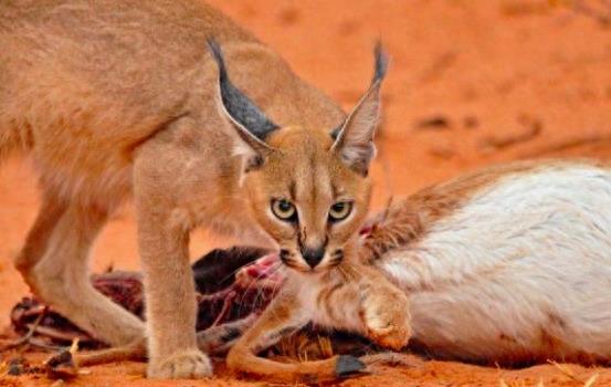 狞猫:身价超20万的猛兽