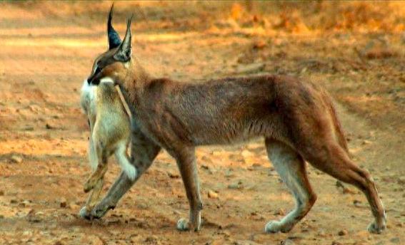 狞猫:身价超20万的猛兽