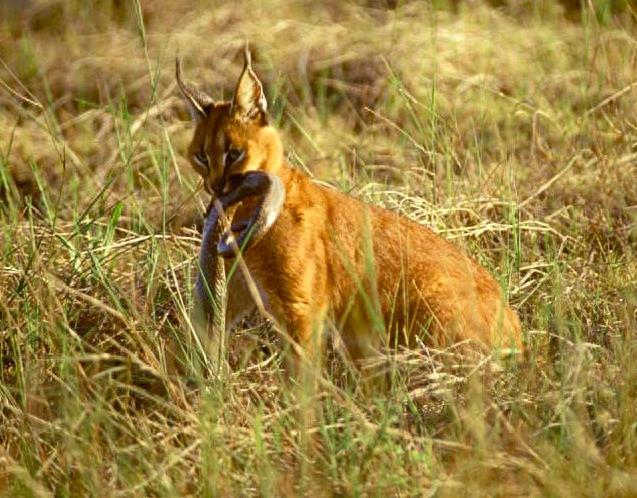 狞猫:身价超20万的猛兽