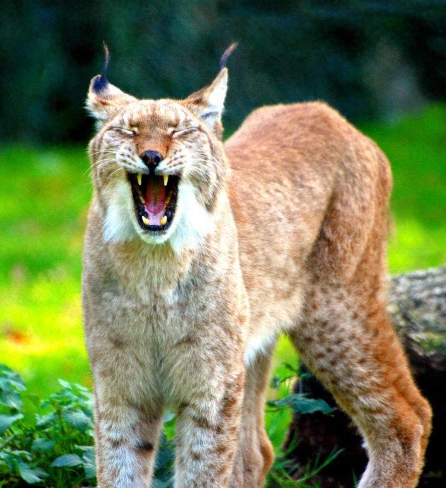 狞猫:身价超20万的猛兽