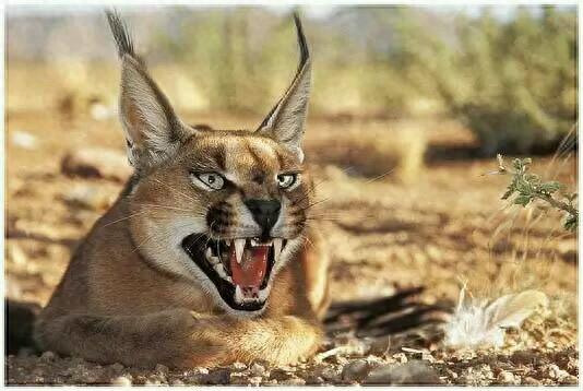 狞猫:身价超20万的猛兽