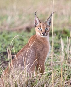 ​狞猫：身价超20万的猛兽