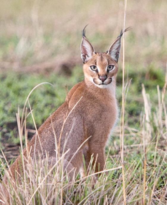 狞猫:身价超20万的猛兽