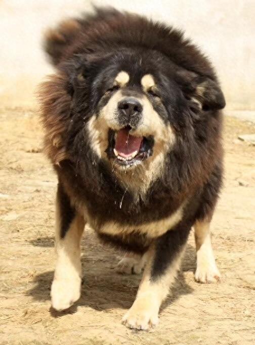 这么帅的藏獒原来在麒麟家藏獒舍