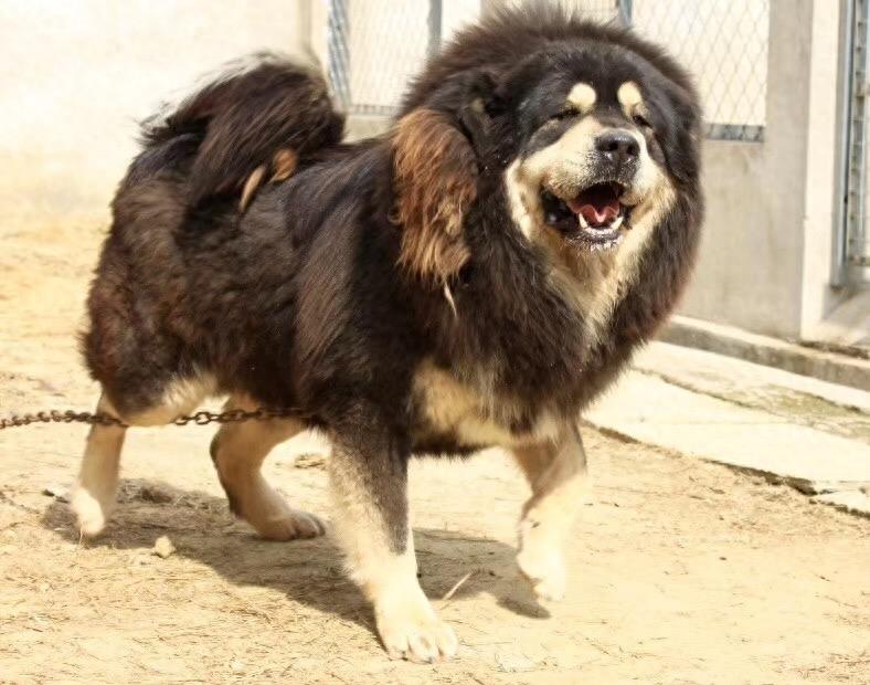 这么帅的藏獒原来在麒麟家藏獒舍