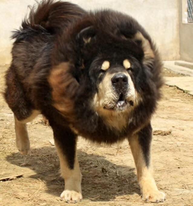 这么帅的藏獒原来在麒麟家藏獒舍