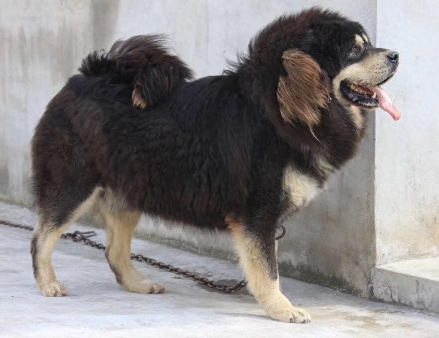 这么帅的藏獒原来在麒麟家藏獒舍