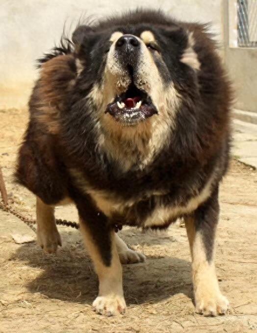 这么帅的藏獒原来在麒麟家藏獒舍