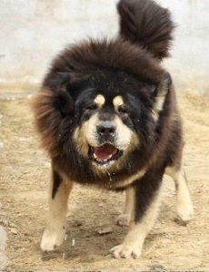 ​这么帅的藏獒原来在麒麟家藏獒舍
