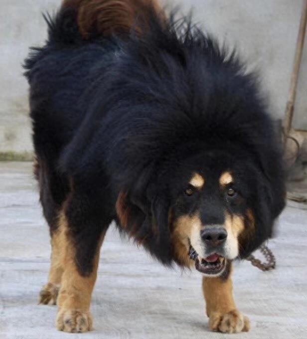 这么帅的藏獒原来在麒麟家藏獒舍