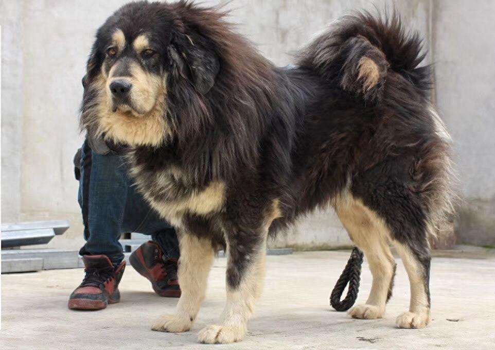 这么帅的藏獒原来在麒麟家藏獒舍