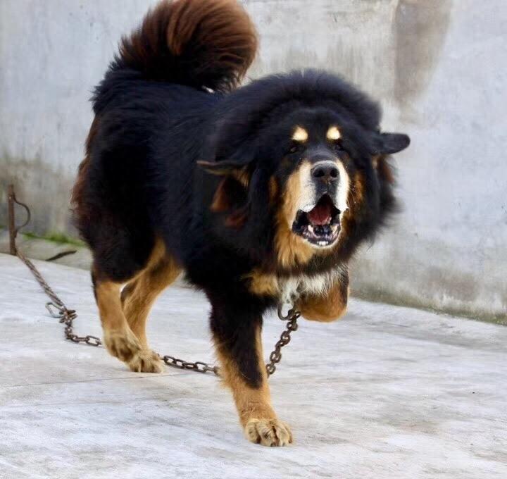 这么帅的藏獒原来在麒麟家藏獒舍