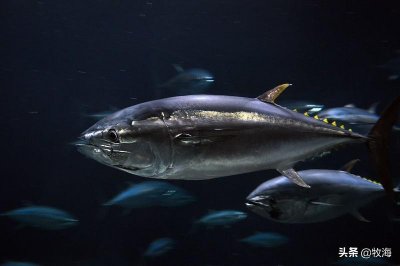 ​「水产猎奇」天价蓝鳍金枪鱼及其背后的秘密