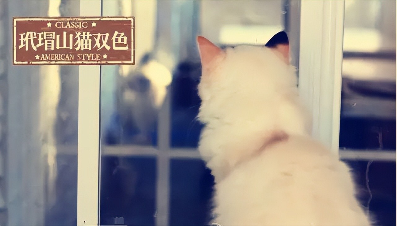 布偶猫种类有哪些，蓝双和海双有什么区别，哪个贵哪个好看？