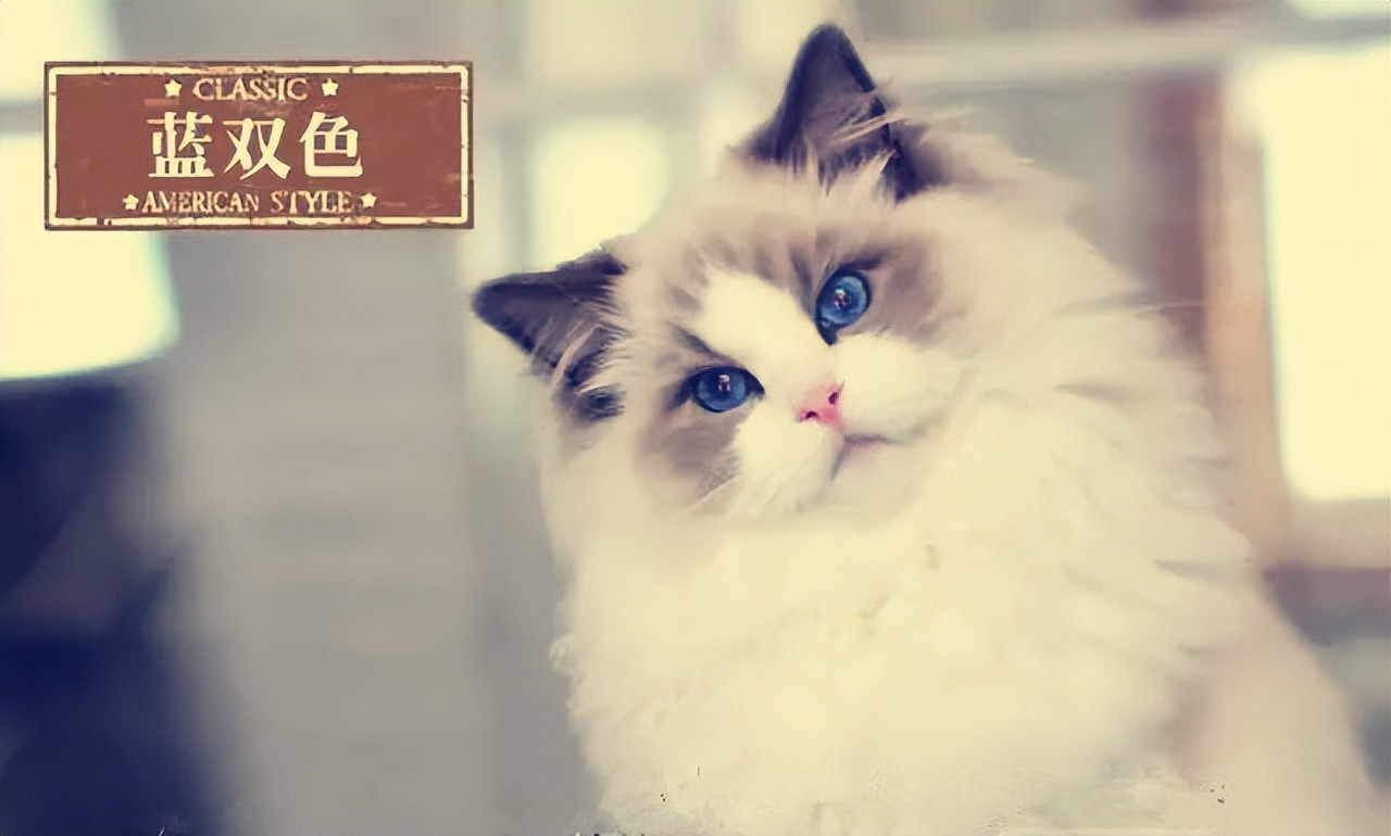 布偶猫种类有哪些，蓝双和海双有什么区别，哪个贵哪个好看？