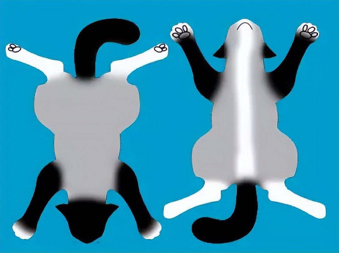 布偶猫种类有哪些，蓝双和海双有什么区别，哪个贵哪个好看？