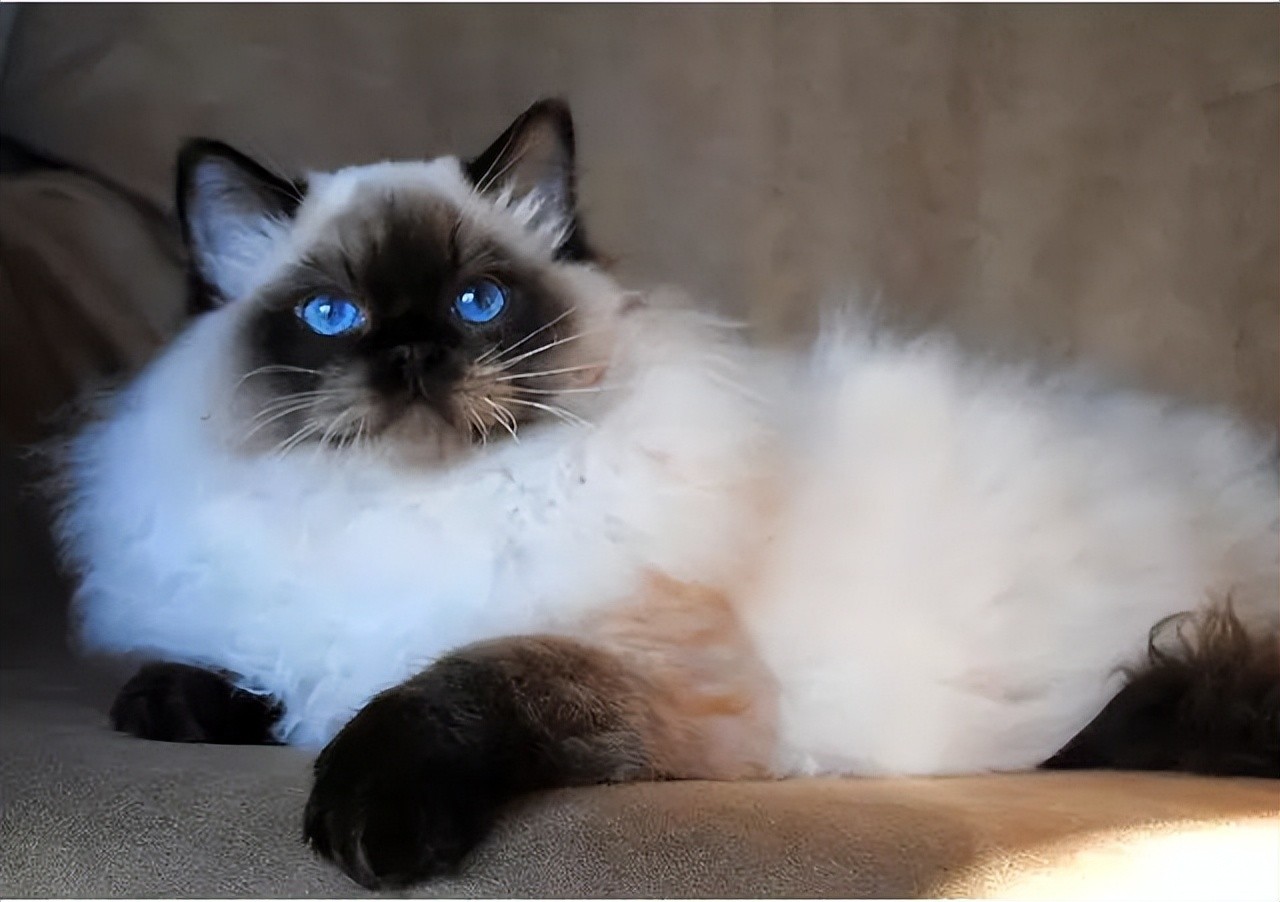 布偶猫种类有哪些，蓝双和海双有什么区别，哪个贵哪个好看？