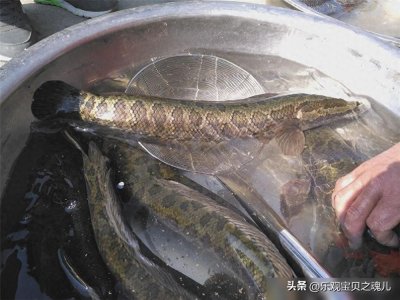 ​“蛇头鱼”入侵美国20年，老美为何拿它没辙？怪它能吃又能生