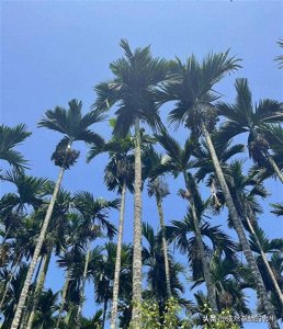 ​槟榔的前世今生和歌曲《采槟榔》的由来