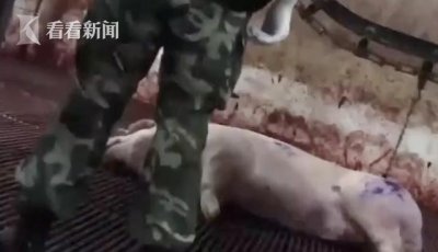 ​肉联厂洗白病死猪！佛山千斤病死猪肉被曝“洗白”流入市场