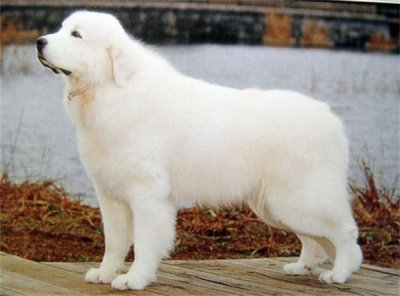 ​大白熊犬能长多大 大白熊犬简介