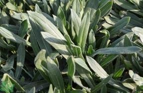 毛妮菜的营养价值 毛妮菜的功效与作用