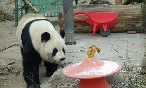 有什么动物只吃不拉屎尿的东西