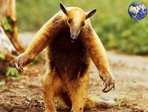 什么动物只吃不吐