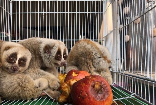 只吃不拉的动物叫什么名字