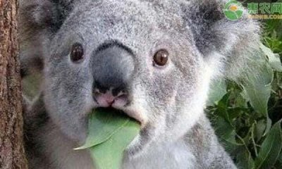 ​只吃不拉的动物,什么动物只吃不拉