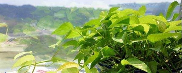 大叶绿萝叶子下垂蔫了怎么办(教你3招解决叶子下垂)