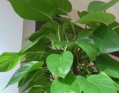 大叶绿萝叶子下垂蔫了怎么办(教你3招解决叶子下垂)